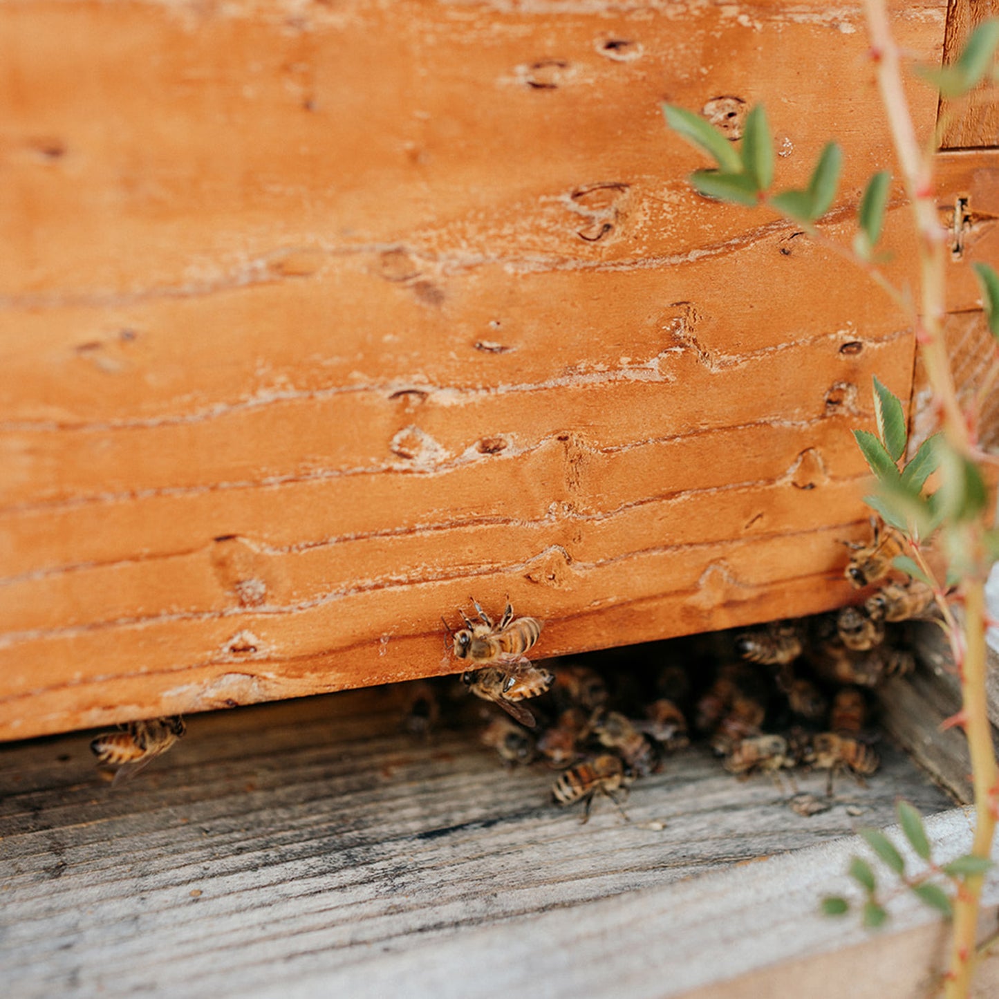 Protect the Pollinators