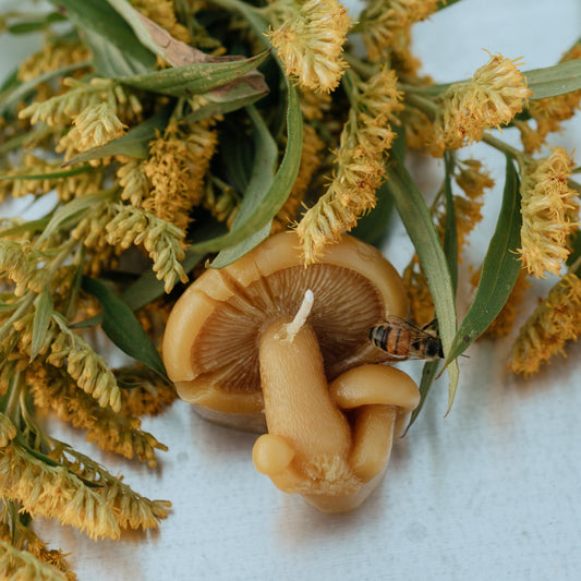 Mellowstone Mushroom